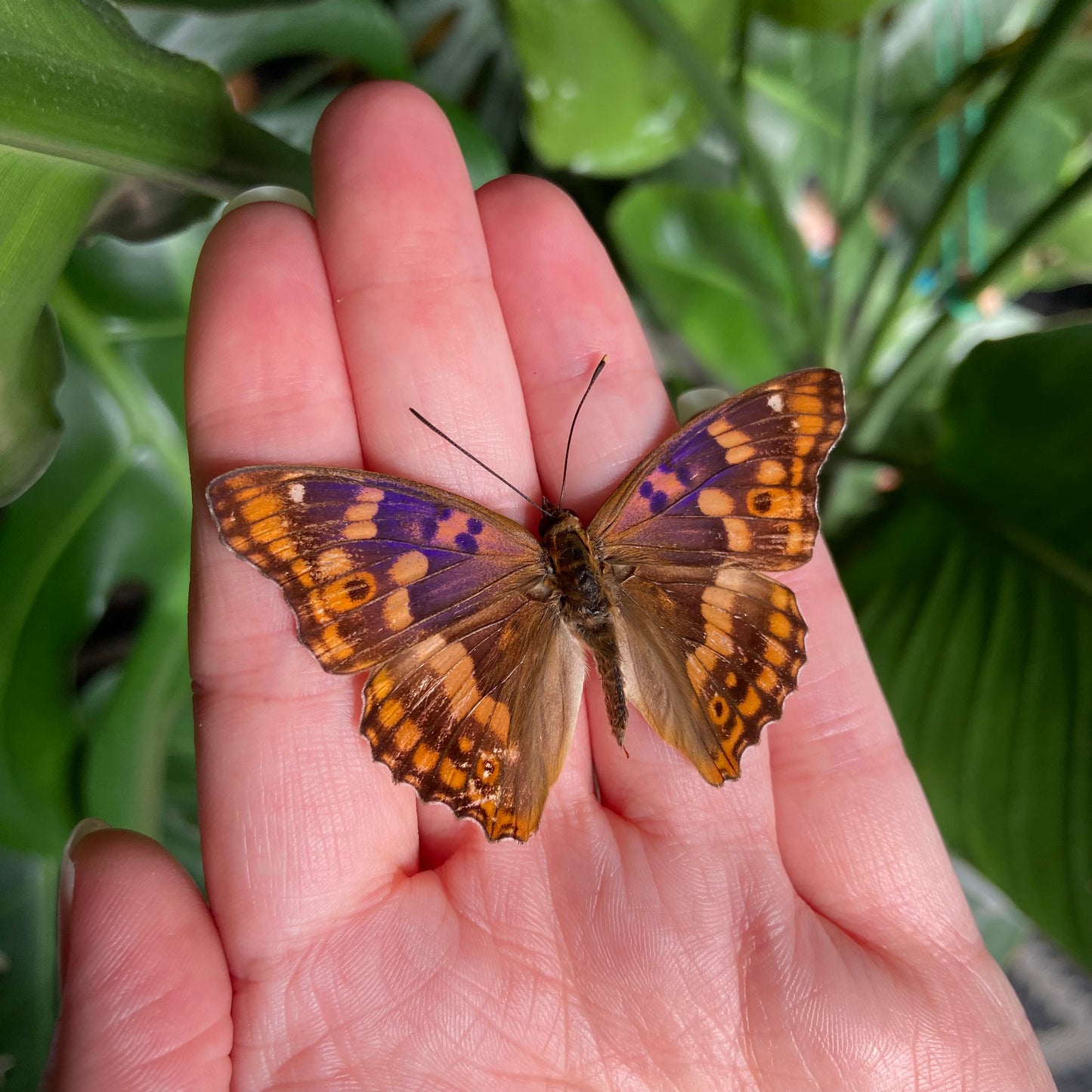 Lesser Purple Emperor ~ Apatura ilia ~ Framed Butterfly