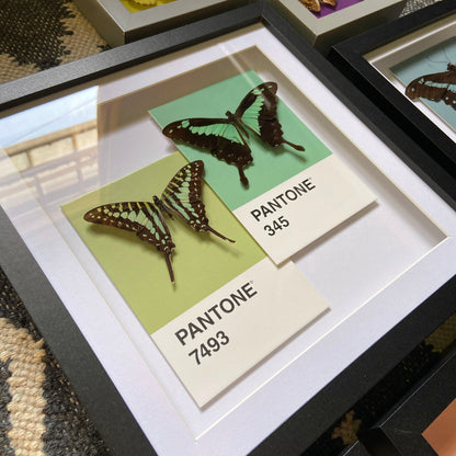 Green Banded Swallowtail + Striped Swordtail ~ Framed Butterflies