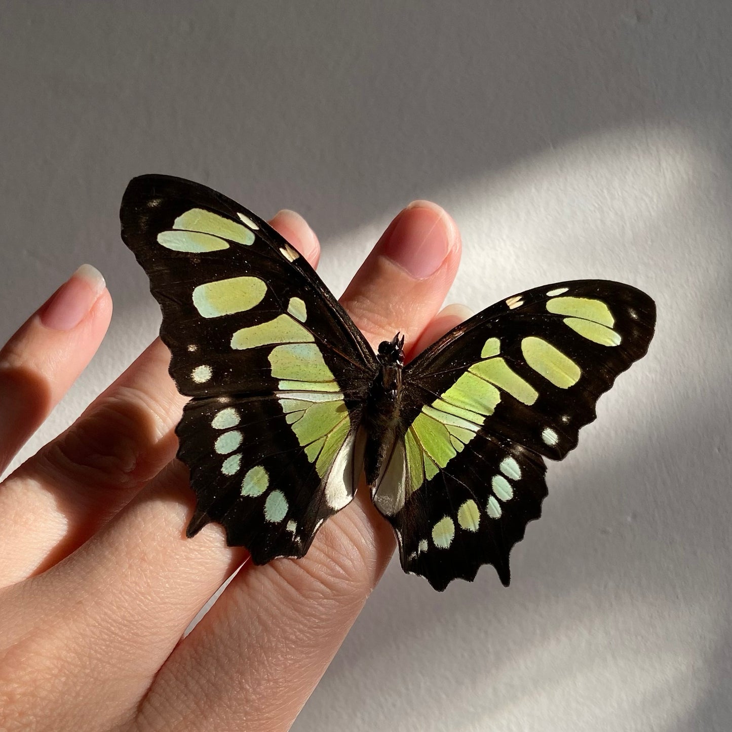 Malachite Butterfly ~ Siproeta stelenes ~ Framed Butterfly