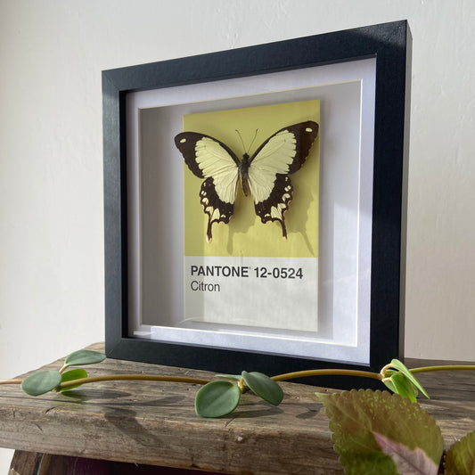 Cream African Swallowtail ~ Papilio dardanus ~ Framed Butterfly
