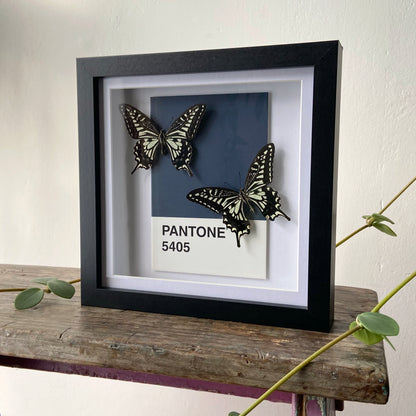 Pair of Asian Swallowtails ~ Papilio xuthus ~ Framed Butterflies