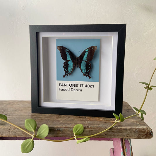 Blue Banded Swallowtail ~ Papilio nireus ~ Framed Butterfly