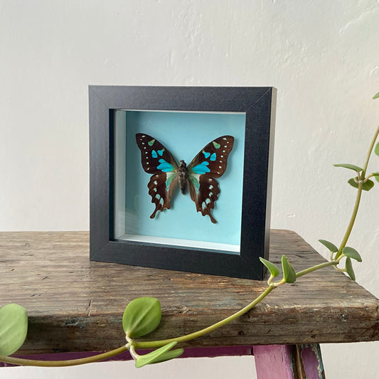 Tropical Blue Swallowtail ~ Graphium stresemanni ~ Framed Butterfly
