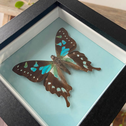 Tropical Blue Swallowtail ~ Graphium stresemanni ~ Framed Butterfly