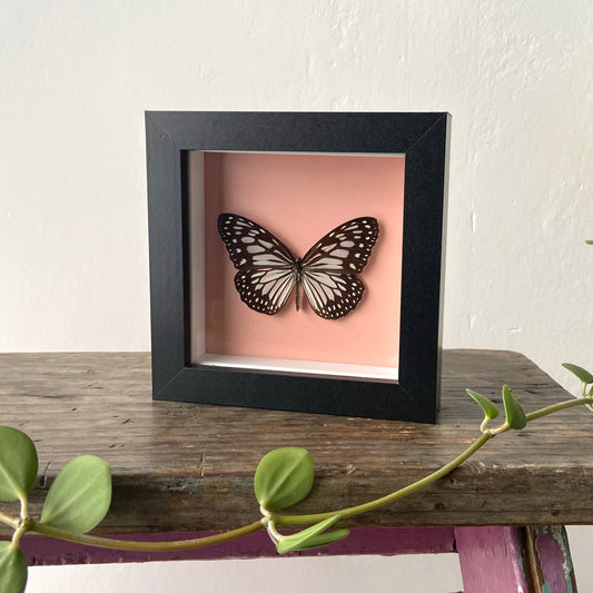 Black & White Butterfly ~ Framed Butterfly