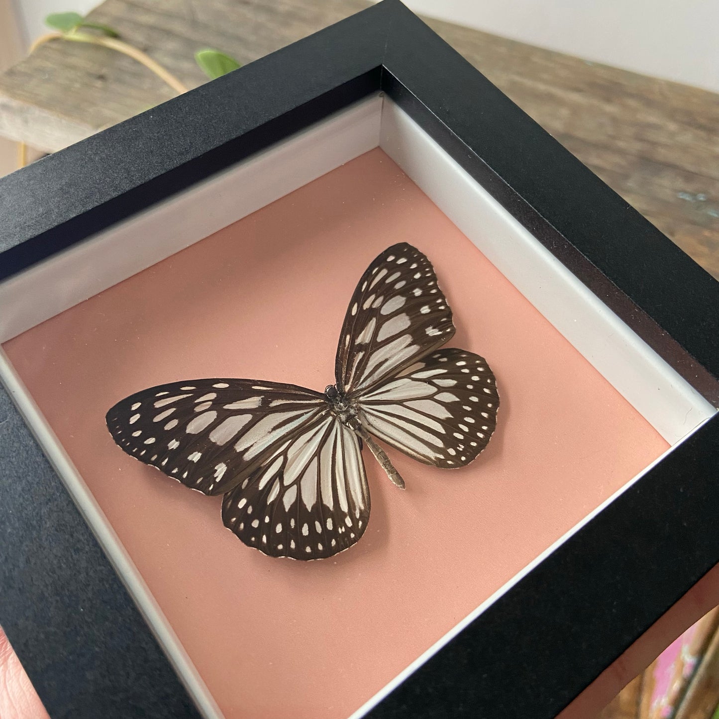 Black & White Butterfly ~ Framed Butterfly