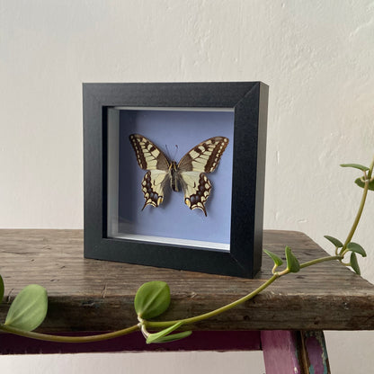 Eastern Tiger Swallowtail ~ Papilio glaucus ~ Framed Butterfly