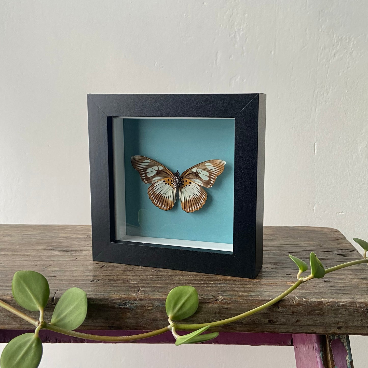 False Chief ~ Pseudacraea lucretia ~ Framed Butterfly