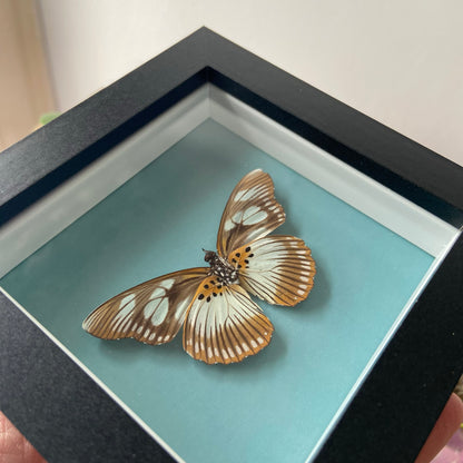 False Chief ~ Pseudacraea lucretia ~ Framed Butterfly