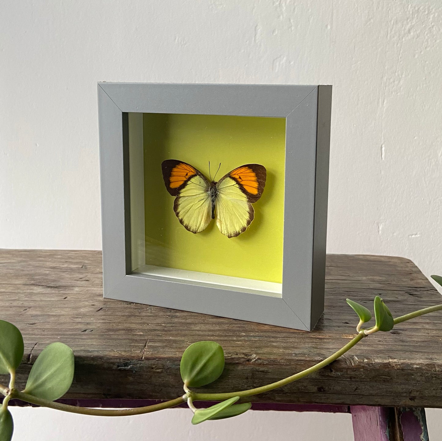 Yellow Orange Tip ~ Ixias pyrene ~ Framed Butterfly