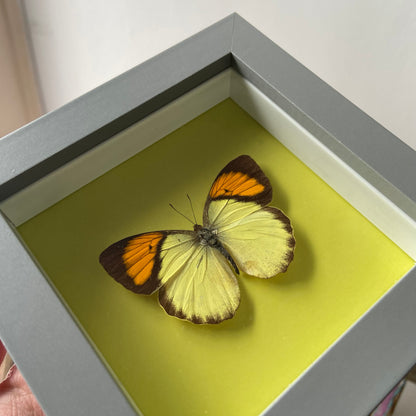 Yellow Orange Tip ~ Ixias pyrene ~ Framed Butterfly