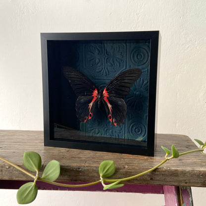 Scarlet Mormon ~ Papilio rumanzovia ~ Framed Butterfly