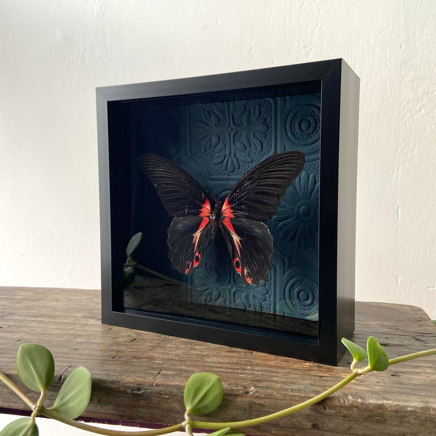 Scarlet Mormon ~ Papilio rumanzovia ~ Framed Butterfly