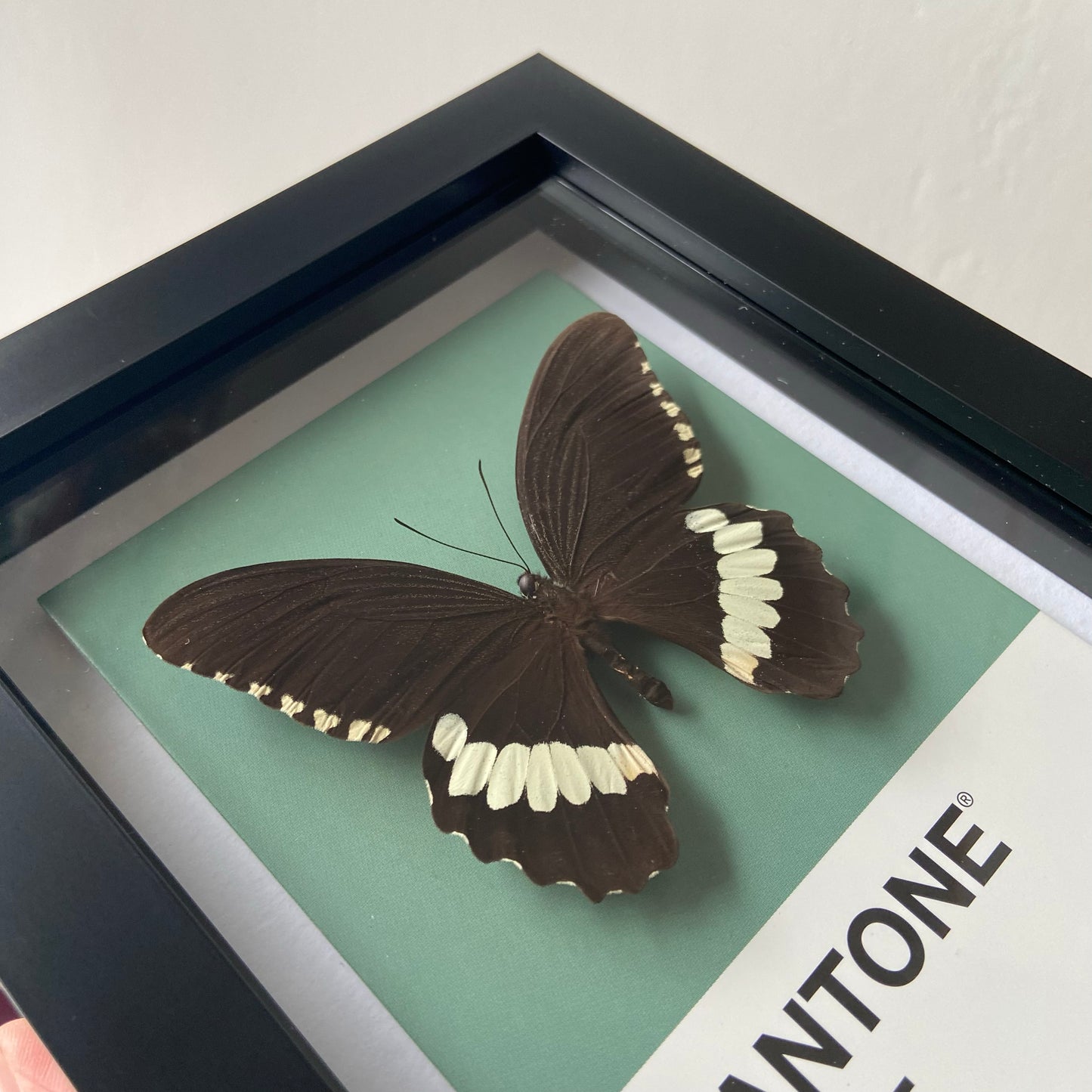 Common Mormon ~ Papilio polytes ~ Framed Butterfly