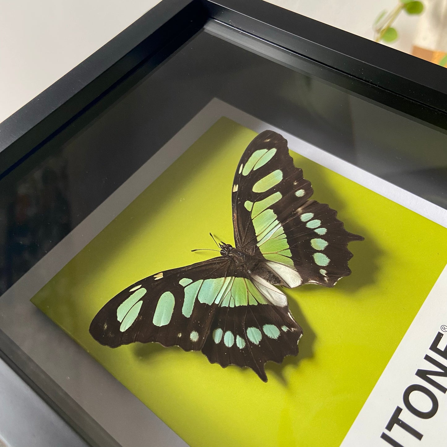 Malachite Butterfly ~ Siproeta stelenes ~ Framed Butterfly