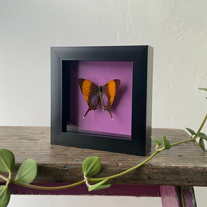Purple Daggerwing ~ Marpesia corinna ~ Framed Butterfly