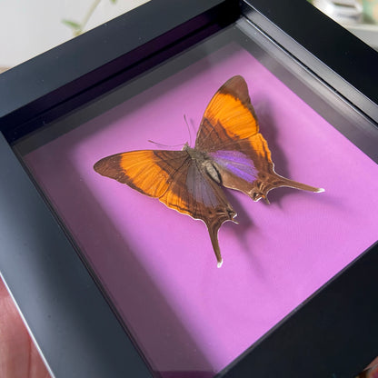 Purple Daggerwing ~ Marpesia corinna ~ Framed Butterfly