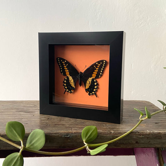 Black Swallowtail ~ Papilio polyxenes ssp stabilis ~ Framed Butterfly